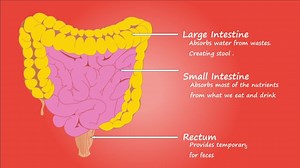 肠子 肠 功能 - Free video on Pixabay