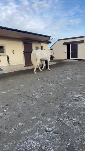 9.1K views · 164 reactions | 2024 British and Irish champion sire Dark Angel was in fine form at Yeomanstown Stud this week. The son of Acclamation is responsible for 17 individual top-flight winners including Battaash, Charyn, Harry Angel, Mecca's Angel, Art Power, Mangoustine and Persuasive. He will stand the 2026 covering season for a fee of €45,000. | Racing Post Bloodstock | Facebook