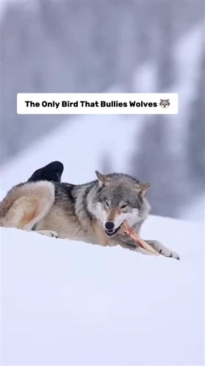Why Ravens Bully Wolves 🐺🐦 This footage captures a fascinating biological phenomenon known as the "Wolf-Bird" relationship. Ravens form symbiotic bonds with wolf packs, often leading them to prey that the birds cannot kill themselves. Once the wolves open the carcass, the ravens get to eat. They are so comfortable together that ravens have been observed playing "catch-me-if-you-can" with wolves, nipping their tails just to provoke a reaction. #TrueStory #Wolves #Ravens #Yellowstone #Symbiosis 