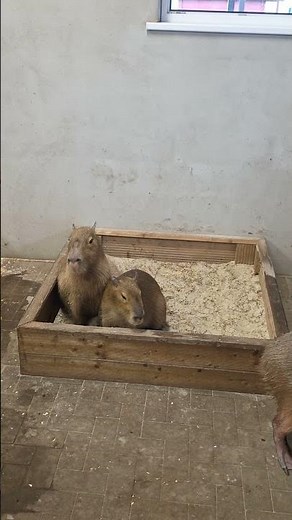 Capybara Natural Sounds – Relaxing Capybara ASMR in Nature