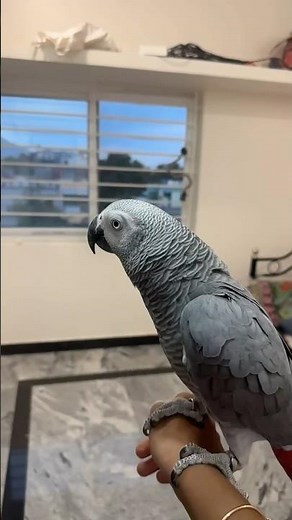 African Grey Parrot Flying in Slow Motion 🦜 ASMR Wing Flaps #exotic #freeflight #training #shorts