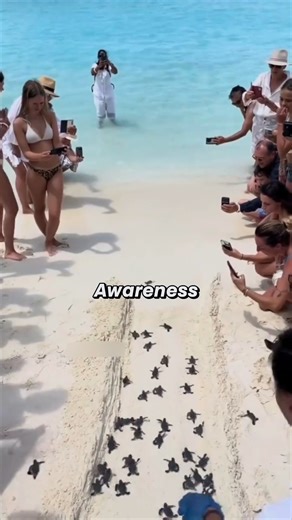 9.9K views · 17 reactions | The Surprising Turtle Rescue Tradition | Marching Band Videos | Facebook