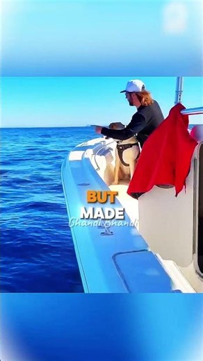 Dog Tries To Pet A SHARK! 🦈🐶 #shorts #shark #dog