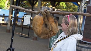 823 reactions · 153 shares | We've got *hoppy* news! Brew at the Zoo returns this fall. Sip your favorite brews while helping save animals in the wild. | Houston Zoo | Facebook