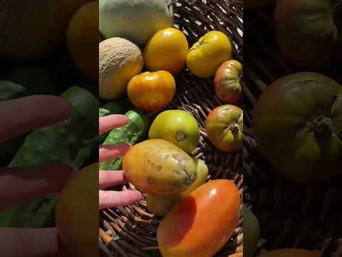 Woman Harvests Vegetables from Her Backyard Garden!