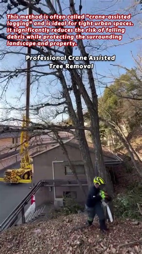 Professional Crane Assisted Tree Removal