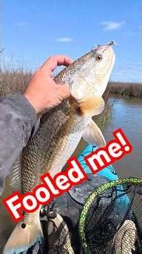 I thought this was a GIANT!