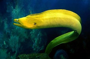 Moray eel - Alchetron, The Free Social Encyclopedia