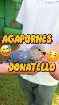 AGAPORNE DONATELLO: o pássaro que mudou de nome no Brasil! #aves #coleirosolto #pets #petsfofinhos