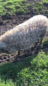 "Hello, Sheepy Pigs!" A cyclist in Kent, England rode up on these sweatered swines. The Mangalica breed of wooly-coated pig is native to Hungary. Credit: Lynda Barlow via Storyful | ABC11 WTVD