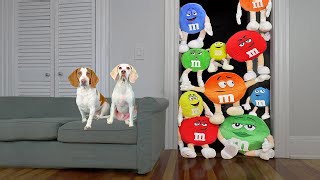 Dog vs Giant M&M Candy�Maymo & Potpie Get a Colorful Candy Surprise!