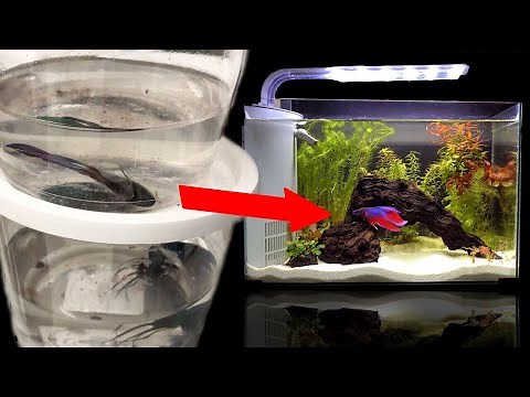 Rescuing dying betta from Walmart! FISH ABUSE!?
