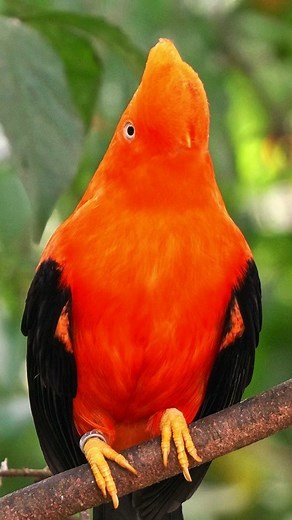@birds.wildlife.nature on Instagram: "The national bird of Peru, with its stylish, noble, and enchanting hairstyle.Andean Cock-of-the -Rock(Rupicola Peruvianus).#birds #andeancockoftherock"