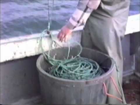 Long Line Fishing in the Bay of Fundy, Nova Scotia Canada