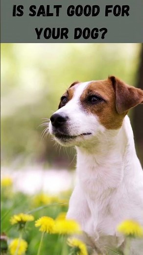 Is salt good for your dog?#shorts