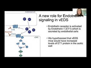 Endothelin-1 contributes to vascular rupture risk in Vascular Ehlers Danlos syndrome mice