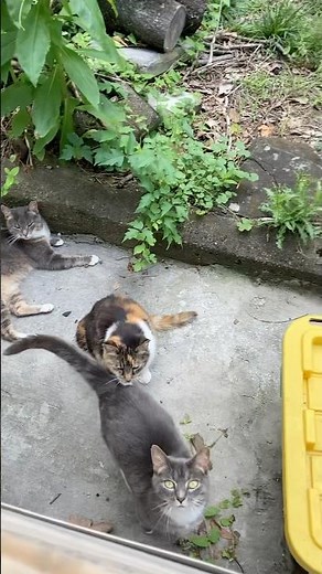 Kiki! #cats #feral #meow