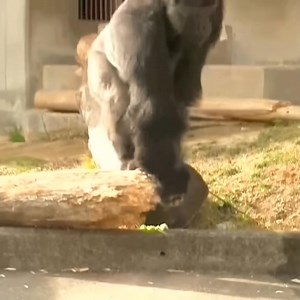 35K views · 1K reactions |  Watch the full video in the comments! 論轢 Sounds unreal, but it’s true: a gorilla drumming like a real musician! This isn’t a comedy clip — it’s a 100% real moment from Shabani, the internet’s favorite “handsome gorilla.” #reel #gorilas #gorilla | new videoso3 | Facebook