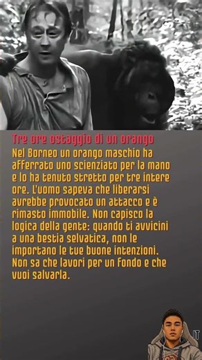 Tre ore ostaggio di un orango #Orango #Pericolo #Animali