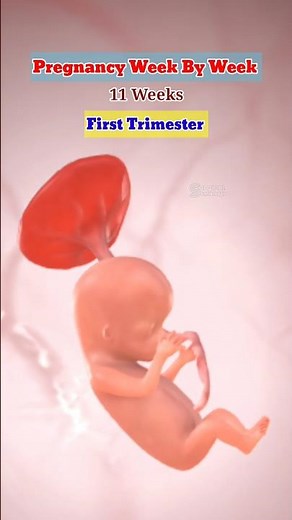 Pregnancy Week By Week #pregnancy #pregnancyweekbyweek #pregnant #information