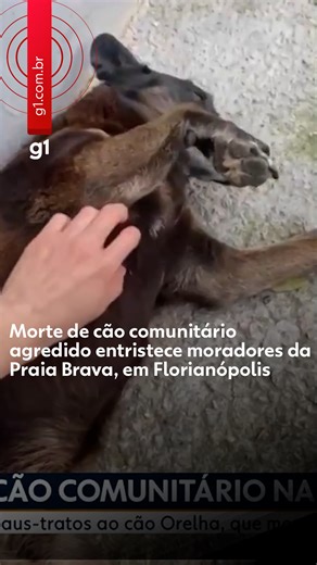 Santa Catarina - A morte do cachorro comunitário conhecido como Orelha, de cerca de 10 anos, tem mobilizado moradores da Praia Brava, no Norte de Florianópolis, organizações de proteção animal, celebridades e autoridades públicas em Santa Catarina. Polícia Civil identificou ao menos quatro adolescentes suspeitos de envolvimento nas agressões que acabaram matando o animal. Segundo relatos de moradores, o cachorro estava desaparecido. Dias depois, uma das pessoas que cuidavam de Orelha, o encontro