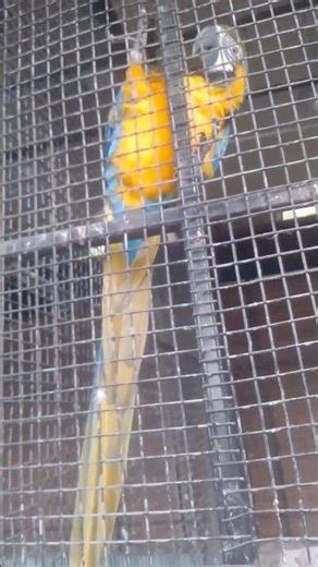 The macaw bird is feeling very bored being trapped in a cage