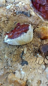 7M views · 92K reactions | unexpectedly split red crystal stone #gemstones #agate #diamond #jade #petrifiedwood #fyp #fypreels | Rimba Story | Facebook