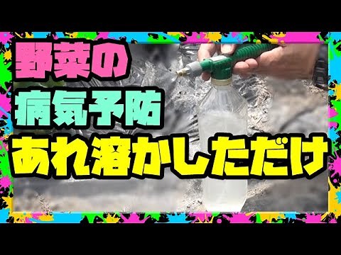[How to make liquid fertilizer] Say goodbye to diseases with the world's easiest and most effecti...