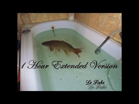 Le Fishe - Seamless 1 Hour Loop