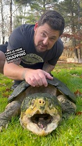 597K views · 10K reactions | How to hold snapping turtles! (Why? Because.) #alligatorsnappingturtle #snappingturtle #DidYouKnow #didyouknowfacts #otistheturtle #tort #tortoise #turtle #animalfacts #turtles #reptiles #naturevibes #useless #Wow | Garden State Tortoise | Facebook
