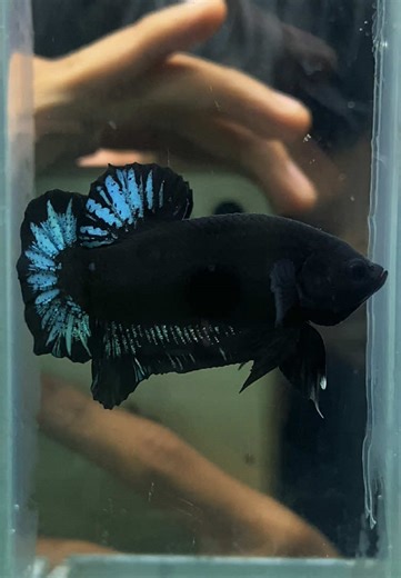 Understanding Betta Fish Care and Breeds