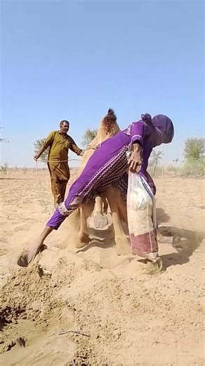 The bride plays with the camel in a beautiful and fun desert scene 🐪👰
