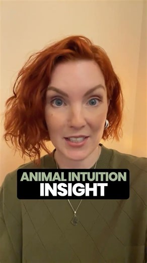 Animal Intuition - Insight