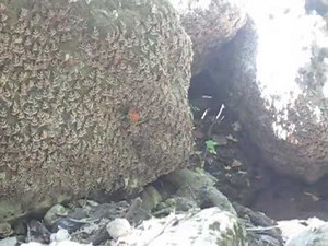La Valle delle Farfalle - Rodi, Grecia
