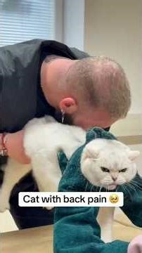 Cat Chiropractor?! 🐱