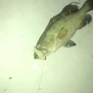 Grouper season is open!!! Regrann from @_real_tc_ - The TerrorEyz never fails! #redfish #grouper #trout #snapper #nosnooktho #19in #stpetefishingoutfitters #tampafishingoutfitters #doa #terroreyz #floridafishingproducts #bullbayrods - #regrann | Tampa Fishing Outfitters | Facebook