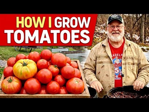 Growing Tomatoes in Grow Bags—“Complete Setup & Results”