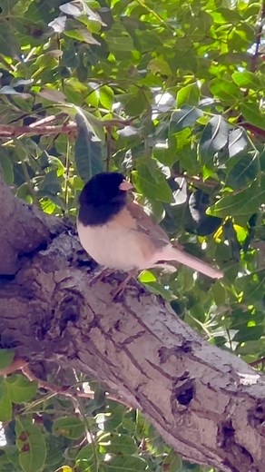 Dark-eyed Junco… #bird #birds #lovebird #lovebirds #birdwatching #birdlover #birdlovers #birding #darkeyedjunco #junco #juncos | Bird Chenterin