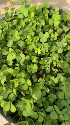 Methi Plant with Seeds 🌱 | Fenugreek Seeds Growing Naturally #methi #fenugreek #jugaadandjungle