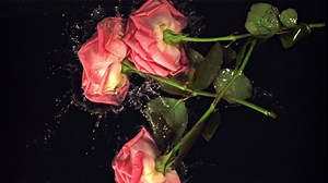 Super slow motion rose flowers fall on the water with splashes. Filmed at 1000 fps.On a black background.