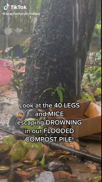 Disturbing Footage of Mice Escaping Flooded Compost Pile in Jamaica