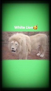 Real roaring sounds of these bigcats