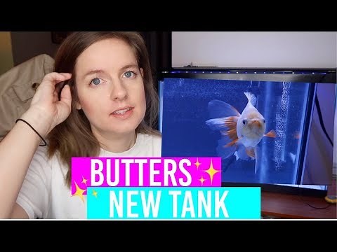 NEW Oranda Goldfish Tank Setup