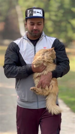 Persian Cat Outdoor Fun 🌿🐾 | Cute Persian Cat Enjoying Nature