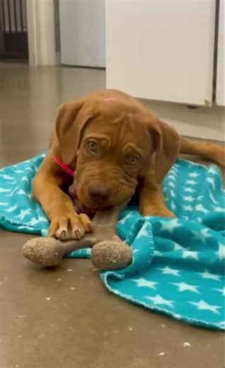 Hardly ever will you have the opportunity to adopt a Dogue De Bordeaux puppy that’s a rescue. This is Tonkinese she’s 4 months old and in good health. We are seeking applications for her and hope to find her a lovely home of her own. Applications can be submitted at dogranchrescue.com | Lone Star Dog Ranch & Dog Ranch Rescue