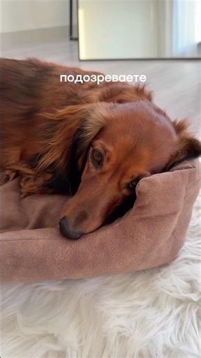 How to take a dog's temperature? VB Calming Spray: #WW319827 (copy from WW)