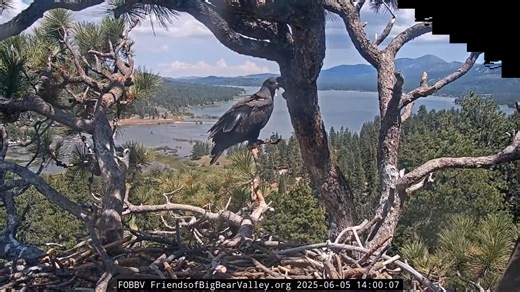 Fascinating day… After both spending the night in the nest Wednesday, Sunny and Gizmo spent time together on the front porch, hanging out like pals. Then Jackie brought a fish…Gizmo rushed to grab it…though Sunny is smaller, she yanked the fish away and hopped around to lay full claim before eating. By the time Jackie left, Gizmo had reclaimed the fish. With a nice breakfast inside, the girls were on the FP, when Sunny took off on another adventure. Gizmo stared after her as if she could not bel