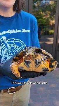 Mock Wood Turtle Survey With Two Animal Care Specialists