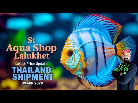 ST Aqua Lalukhet 🔥 Thailand Shipment Arrived | Arowana, Giant Goldfish & Discus Prices 30 Apr 2026