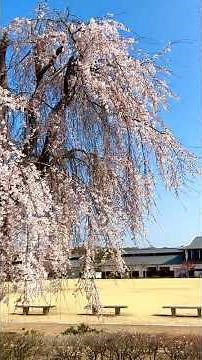 🟡【突撃カメラマン】 ｢姫路城と桜🌸と和船🚣‍♀️❗️｣（動画） ー 世界文化遺産・国宝『🏯姫路城』を訪れる❣️ ① ー